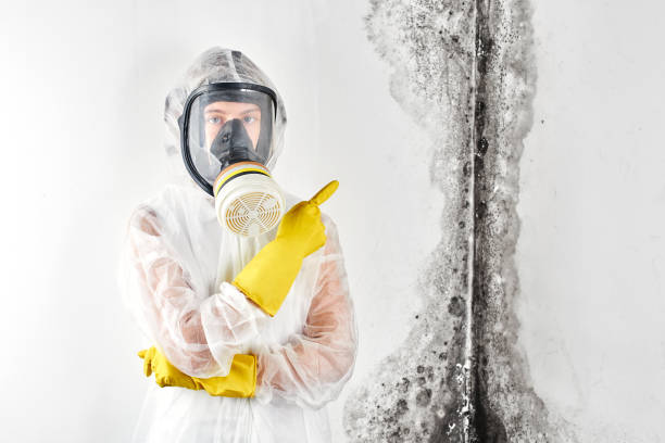 Best Attic Mold Removal  in Sam Rayburn, TX