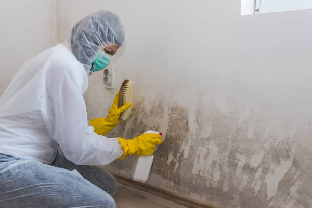 Best Mold Prevention Services  in Sam Rayburn, TX